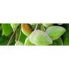 G&M Cosmetics Crema de aceite de ciruela Australiana Kakadu 100g.