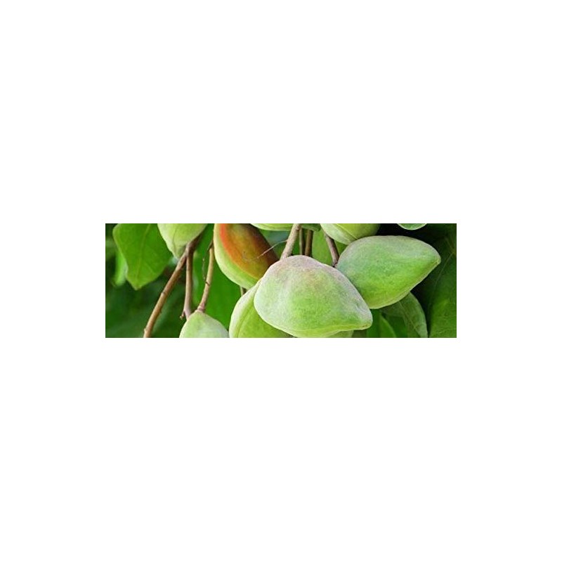 G&M Cosmetics Crema de aceite de ciruela Australiana Kakadu 100g.