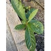 Tree 1 LOQUAT Tree from Seeds ORGANIC -NO POT- 6-8”FREE