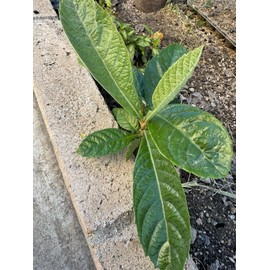 Tree 1 LOQUAT Tree from Seeds ORGANIC -NO POT- 6-8”FREE SHIPPING Ready To Plant