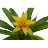 Bromeliad Yellow -4'' from California Tropicals
