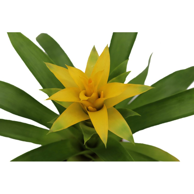 Bromeliad Yellow -4'' from California Tropicals