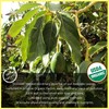 Akshit Dried Avocado Leaves,13oz, Hojas De Aguacate Secas, Avocado Leaf