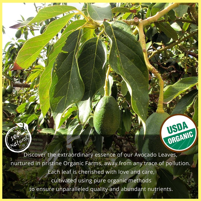 Akshit Dried Avocado Leaves,13oz, Hojas De Aguacate Secas, Avocado Leaf