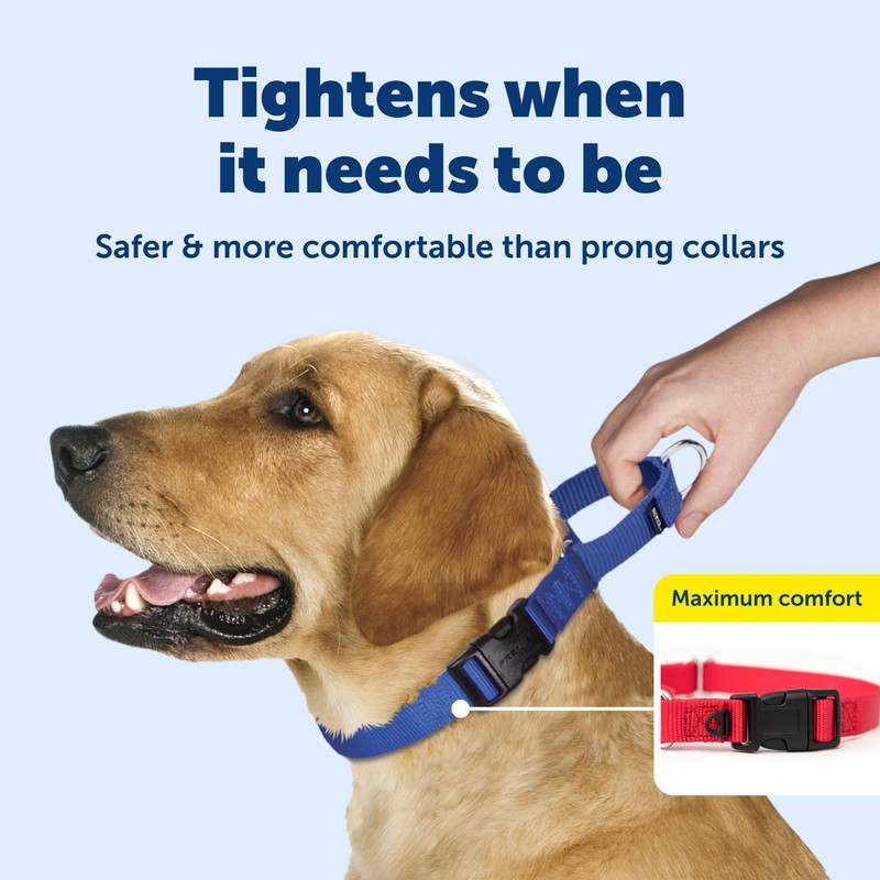 PetSafe Martingale Dog Collar with Quick Snap Buckle - No