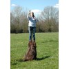 COMPANY OF ANIMALS High Frequency Whistle Ideal for Obedience and