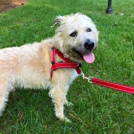 KAIAIWLUO Trigger Clips Clasp,18 Pcs 360°Swivel Trigger Spring Clip Zinc Alloy Snap Clip Hook for Dog Leash Collar Webbing Bags Strap Camping Hiking Keyring