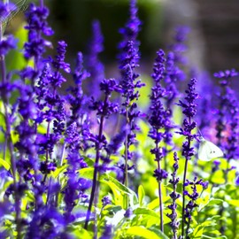 TomorrowSeeds - Blue Sage Seeds - 6000+ Count - For 2025 Planting Salvia Farinacea Mealycup Violet Blue Bedder Wildflower Perennial Flower Tall Garden Flower Bouquet Plant Live Grow Your Own Home Farm