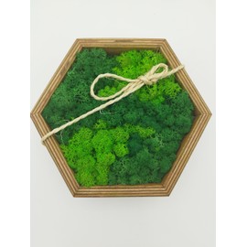 LoveLasy Bicolour Moss Wall Picture Hexagon for Home and Office, Moss Picture (Oak Frame, Small, Hexagon)