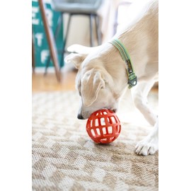 OllyDog Rescue Adjustable Dog Collar with Sturdy Buckle, Lightweight Training Collar for Large, Medium and Small Dogs (Medium, Prism Green)