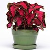 Outsidepride Coleus Chocolate Covered Cherry -20 Seeds