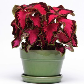 Outsidepride Coleus Chocolate Covered Cherry -20 Seeds