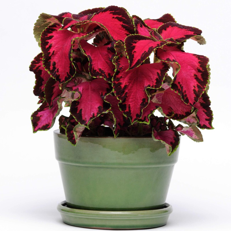 Outsidepride Coleus Chocolate Covered Cherry -20 Seeds