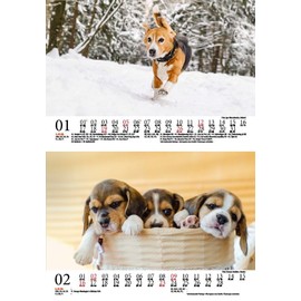 Hundezauber Beagles DIN A5 Calendar for 2025 Puppies and Dogs Seelenzauber