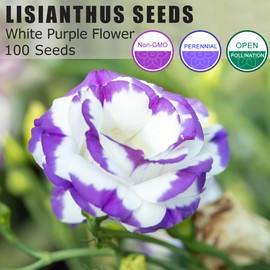 PLATAGO 100+ Lisianthus Flower Seeds for Planting - Purple White Lisianthus Plants Seeds Easily Grow - Outdoor Garden Lisianthus Flower Low Maintenance