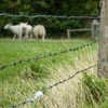 YXJSTO Real Barbed Wire 1320FT, 4 Point Barbed Wire Roll
