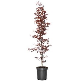  Japanese Red Maple, Compact, Deciduous, Bright Red Leaves, 3 gal, Nursery Pot (Due to Agricultural Laws, we Cannot Ship to CA, AZ, AK, or HI)