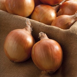250g (approx 50 sets) of Autumn Champion - Over Wintering Onion Sets from Pleveys Garden World (50)