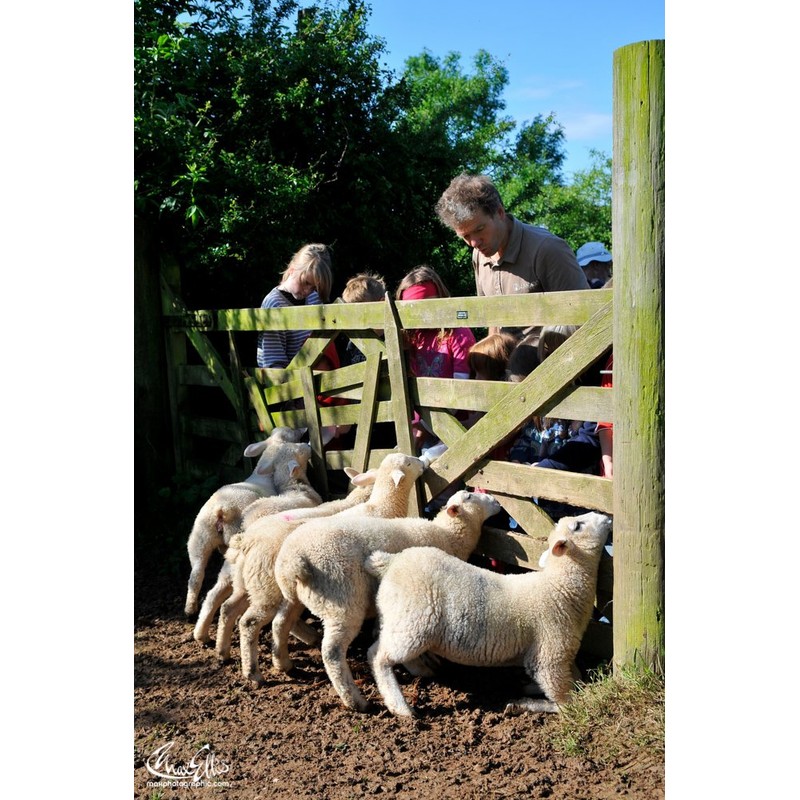 Picture Coaching Cards