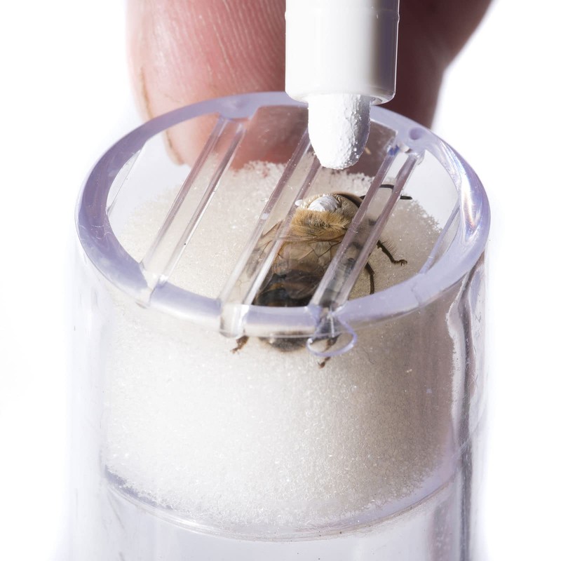 sourcing map Bee Queen Marker Bottle, Plastic Portable Queen Bee