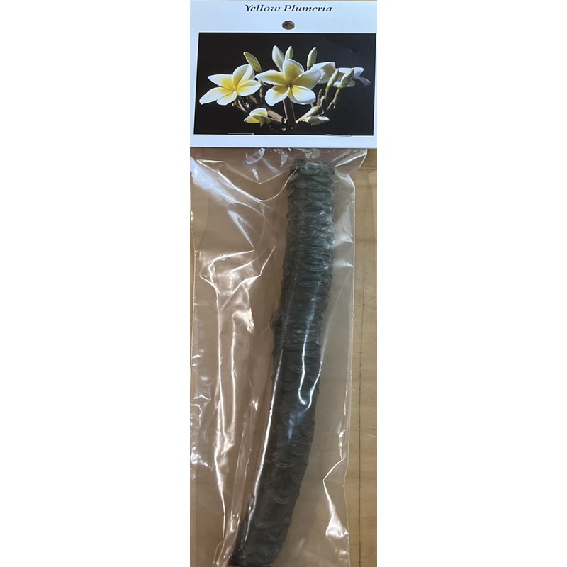 Live Tropical Yellow Plumeria Plant Cuttings, 10 Inches Long No