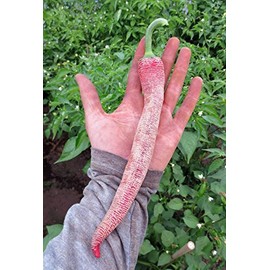 Vezena Piperka Pepper 10+ Seeds