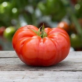 250 Beefsteak Tomato Seeds Heirloom - Non-GMO - Always Fresh Seeds! - Planting Seeds for Home Vegetable Garden