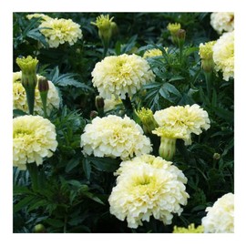 Premier Seeds Direct PREMIER SEEDS DIRECT - African Marigold - Kilimanjaro - 90 Flower Seeds