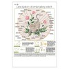 Embroidery Kit Set, Beginner Set, DIY Embroidery, Handicrafts, Instructions Included,