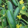 Dasher II Hybrid Cucumber Seeds, 25 Seeds Per Packet, Non