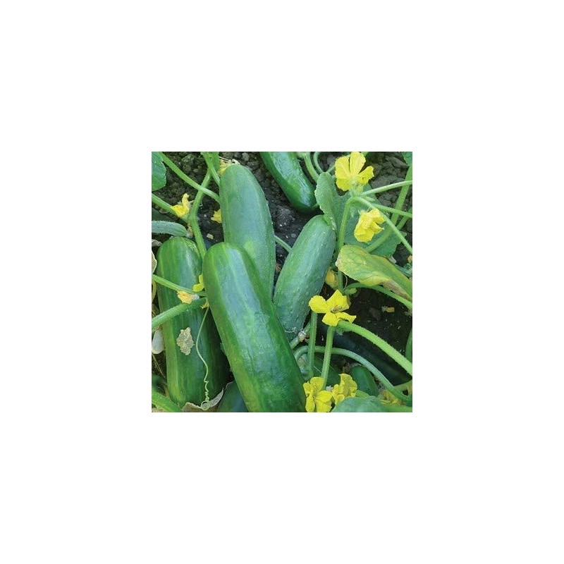 Dasher II Hybrid Cucumber Seeds, 25 Seeds Per Packet, Non