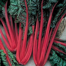 Ruby Red Swiss Chard Seeds: 1 Lb - Vegetable Garden & Micro Greens Seeds - Non-GMO Seeds for Indoor & Outdoor Gardening