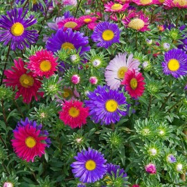 Southeast Seeds Single Mix China Aster Seeds, Beautiful Daisy Like, FREE SHIPPING - 400 Seeds or 1 Gram
