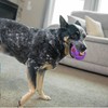 Outward Hound Helmet Headz Monkey Dog Toy, Plush Squeaky Fetch