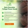 Outsidepride Dark Chocolate Coleus Seeds for Planting - 20 Pcs