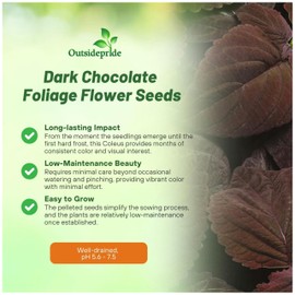 Outsidepride Dark Chocolate Coleus Seeds for Planting - 20 Pcs Annual, Compact, & Easy to Grow, Flower Seeds with Serrated Foliage, Ideal for Shaded Areas, Containers, Borders, & Gardens