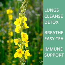 50 Mullein Tea Bags for Lungs, VitalForest 100% Pure Mullein Leave Tea, Lung Detox Cleanse Mullen Tea, Caffeine Free Mullin