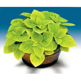 Park Seed Limelight Giant Exhibition Coleus Seeds