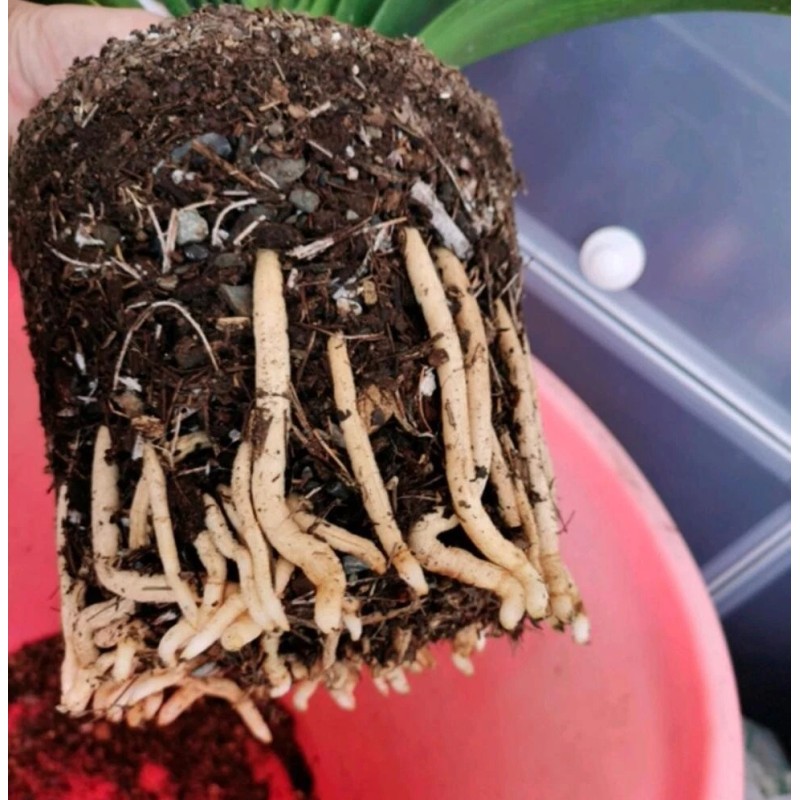 Soil Sunrise Special Nutrient Soil for Clivia Potting Soil Mix,