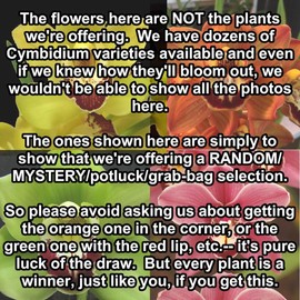 Orchid Insanity -- Mystery no-tag Cymbidium seedlings for Patient Growers Huge Variety no ID Tags, 3+ Years Until Blooming Size (not in-BudBloom), SMALL SEEDLING