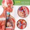 2024 Newest Design Human Skeleton Model,Heart Models-Best Anatomy Model Bundle