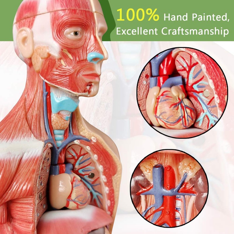 2024 Newest Design Human Skeleton Model,Heart Models-Best Anatomy Model Bundle