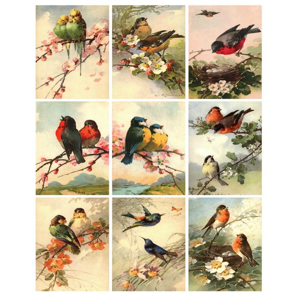 Catherine Klein Vintage Victorian Birds Collage Sheet 8.5 x 11" Bird Art for Scrapbooking, Card Making