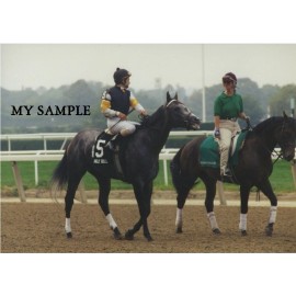 RARE VINTAGE HOLY BULL 1994 WOODWARD STAKES BELMONT PARK 8" X 10" HORSE PHOTO #1