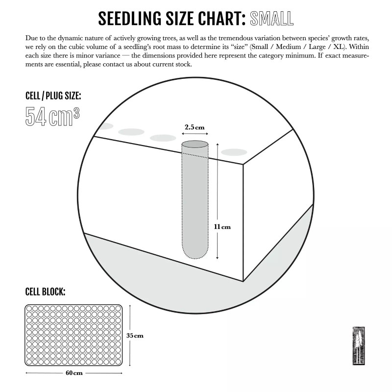 The Jonsteen Company Blue Spruce | Small Tree Seedling |