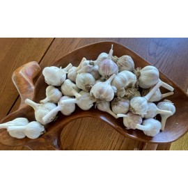 Fresh 1LB of Garlic to Plant or Cook with ~Fresh Harvest~
