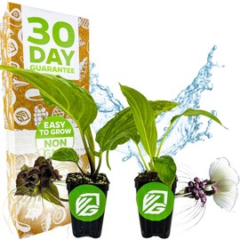 Elegant Tacca Integrifolia & Tacca Chantrieri by Wellspring Gardens - White Bat & Black Bat Flower Live Plants - Rare & Exotic Live Plants Bundle | Indoor/Outdoor Houseplants for Home and Garden