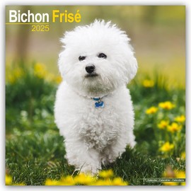 Bichon Frise 2025 Square Wall Calendar | Dog Breed Calendar