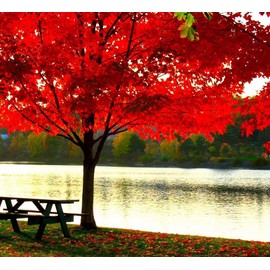 Two Pack of American Red Maple Shade Trees - 2 Large Live Plants Shipped 5 to 6 Feet Tall by DAS Farms (No California)