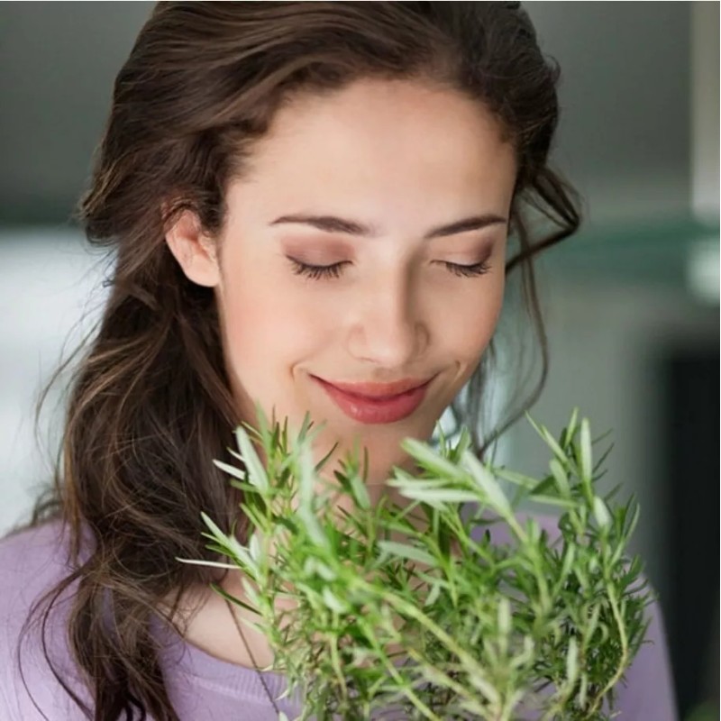 Caricia Aromatica Aceite Esencia Romero Propiedad Calmante Y Antiinflamatoria